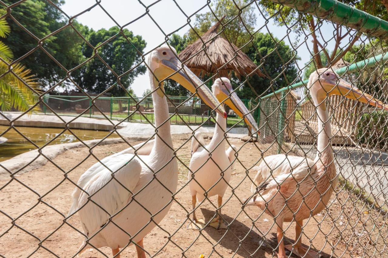 Jolie Ville Hotel & Spa Kings Island Louxor Extérieur photo Pelicans at the zoo